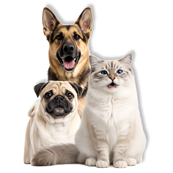 Animais de estimação